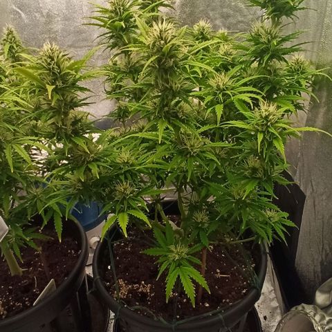 White Widow Automatic #2 growlog timeline photo