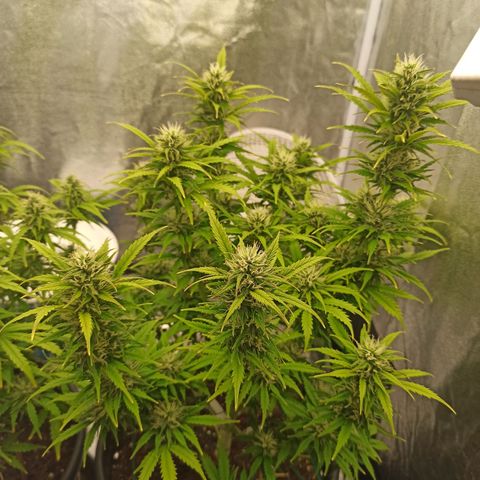 White Widow Automatic #2 growlog timeline photo