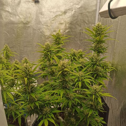 White Widow Automatic #2 growlog timeline photo