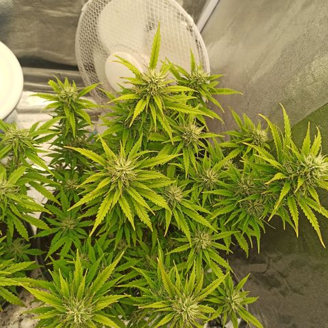 White Widow Automatic #2 growlog timeline photo