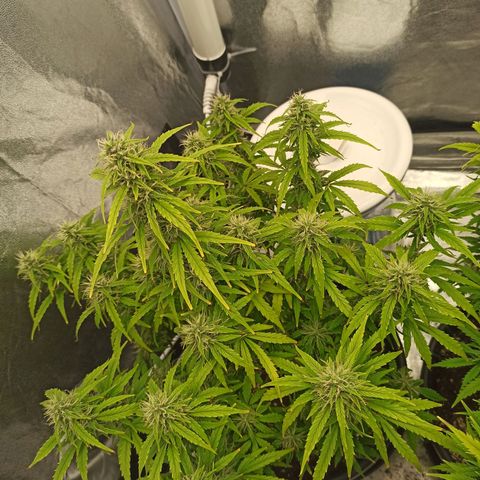 White Widow Automatic #1 growlog timeline photo