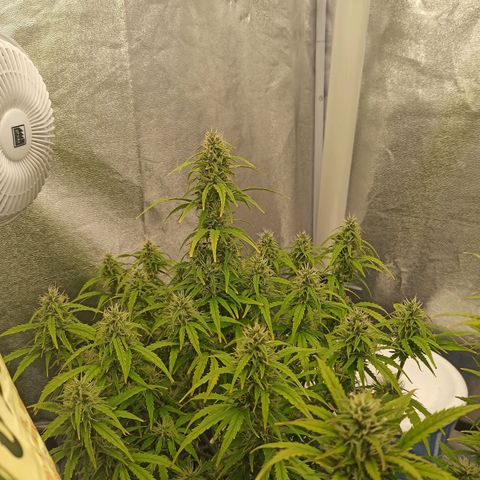 White Widow Automatic #1 growlog timeline photo