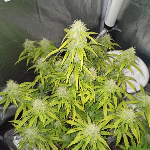 White Widow Automatic #1 growlog timeline photo