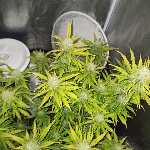 White Widow Automatic #2 growlog timeline photo