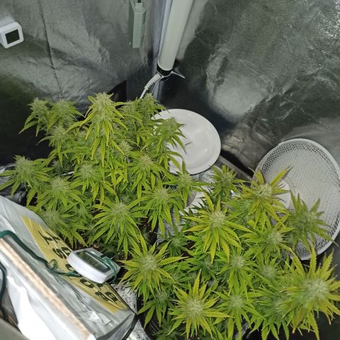 White Widow Automatic #1 growlog timeline photo
