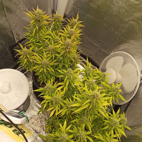 White Widow Automatic #1 growlog timeline photo