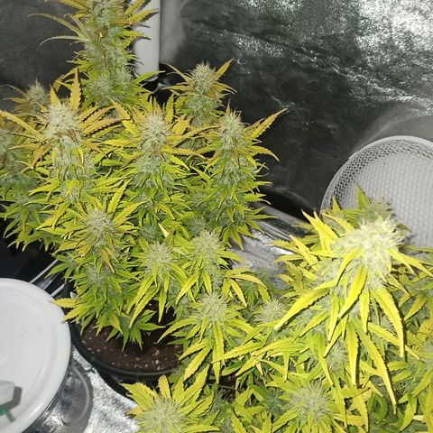 White Widow Automatic #1 growlog timeline photo