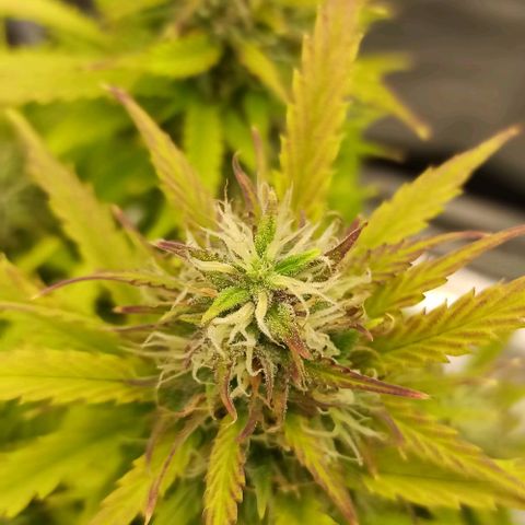 White Widow Automatic #2 growlog timeline photo