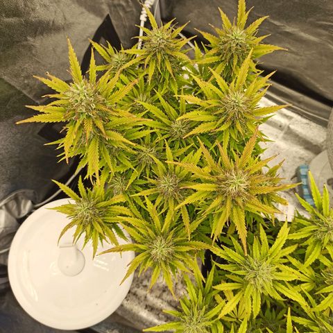 White Widow Automatic #2 growlog timeline photo