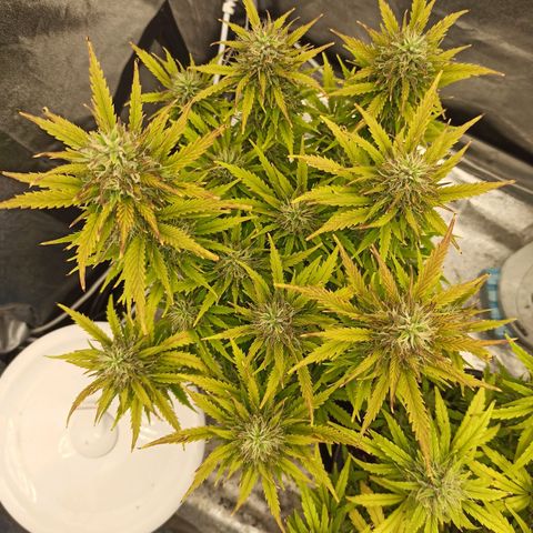 White Widow Automatic #2 growlog timeline photo