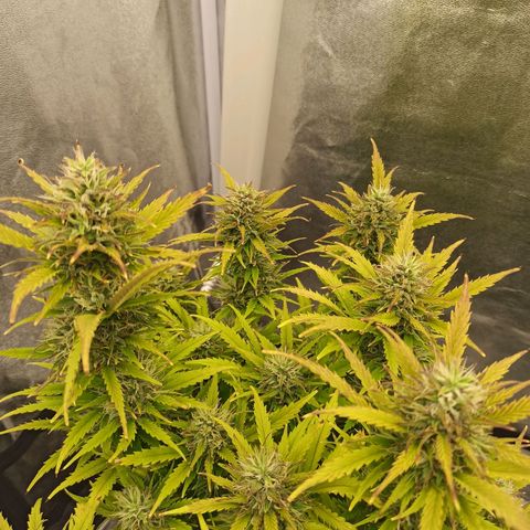 White Widow Automatic #2 growlog timeline photo