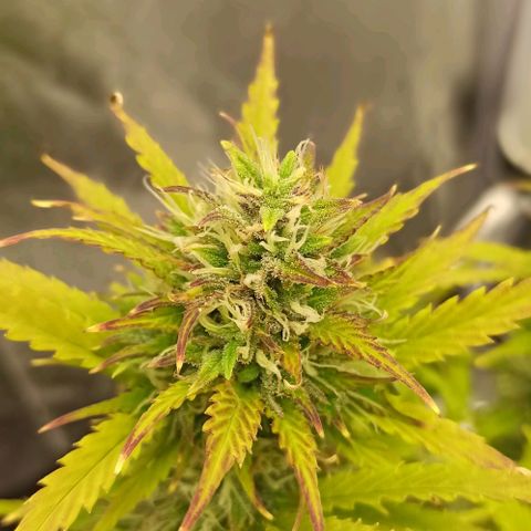 White Widow Automatic #2 growlog timeline photo