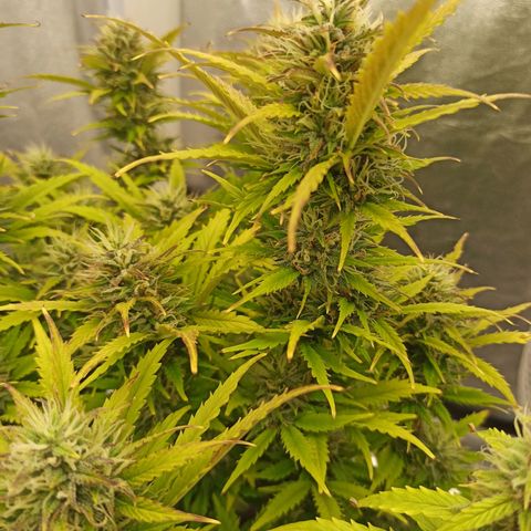 White Widow Automatic #2 growlog timeline photo