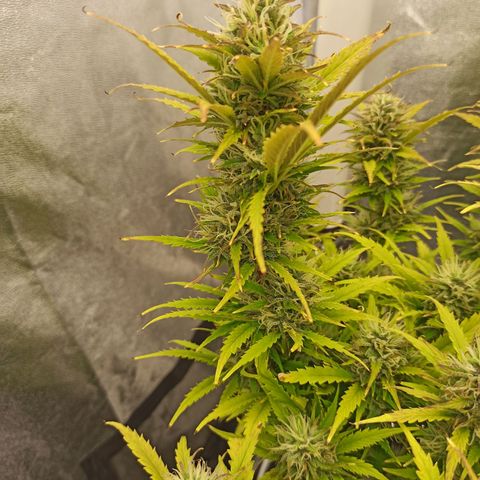 White Widow Automatic #2 growlog timeline photo