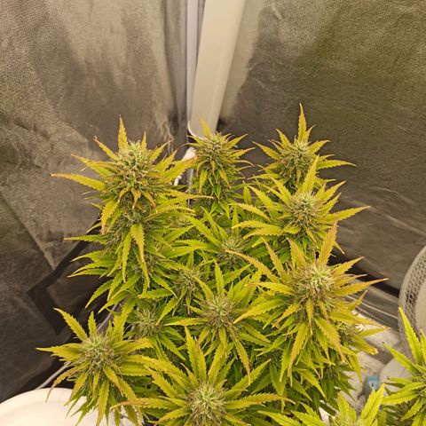 White Widow Automatic #2 growlog timeline photo