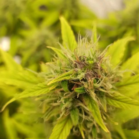 White Widow Automatic #1 growlog timeline photo