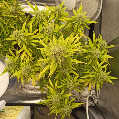 White Widow Automatic #1 growlog timeline photo