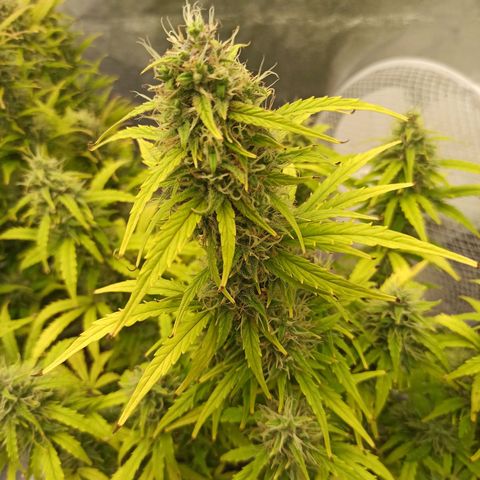 White Widow Automatic #1 growlog timeline photo