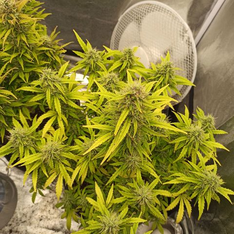 White Widow Automatic #1 growlog timeline photo