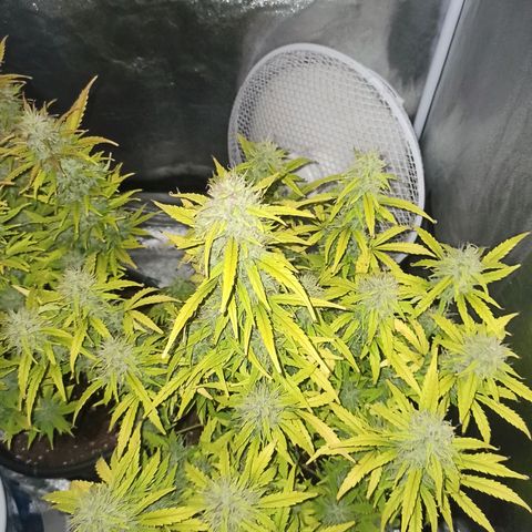 White Widow Automatic #1 growlog timeline photo