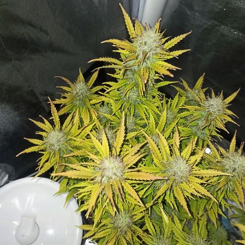 White Widow Automatic #2 growlog timeline photo
