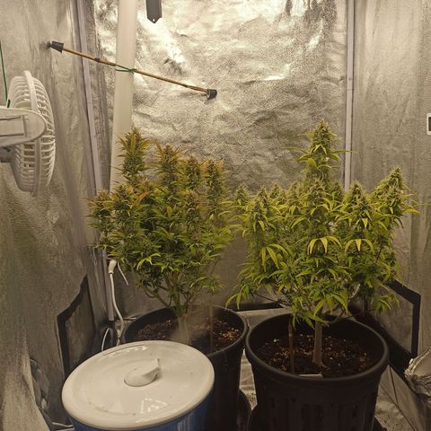 White Widow Automatic #1 growlog timeline photo