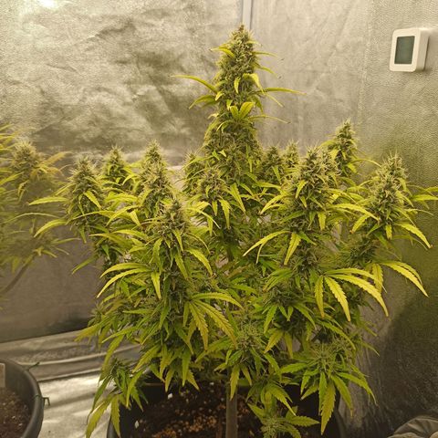 White Widow Automatic #1 growlog timeline photo