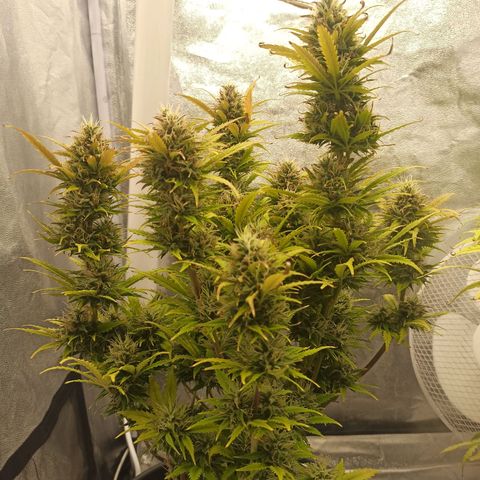 White Widow Automatic #2 growlog timeline photo