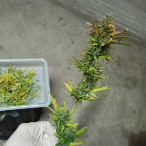 White Widow Automatic #1 growlog timeline photo