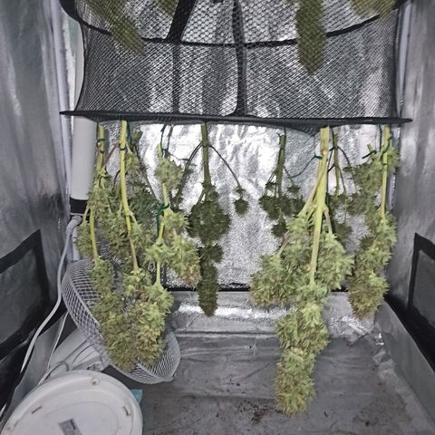 White Widow Automatic #1 growlog timeline photo