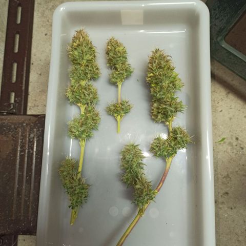 White Widow Automatic #1 growlog timeline photo