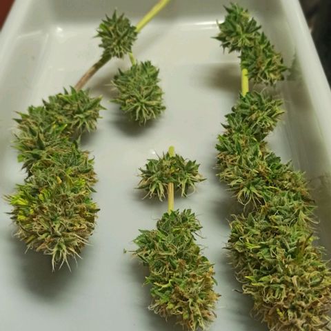 White Widow Automatic #1 growlog timeline photo