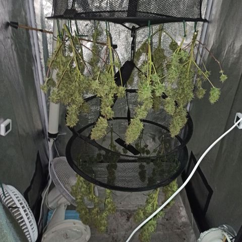 White Widow Automatic #1 growlog timeline photo