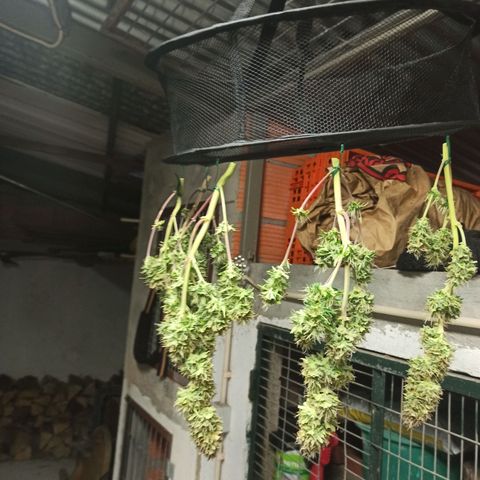 White Widow Automatic #1 growlog timeline photo