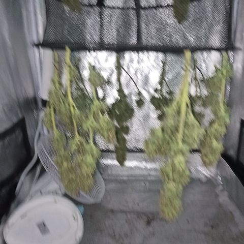 White Widow Automatic #1 growlog timeline photo