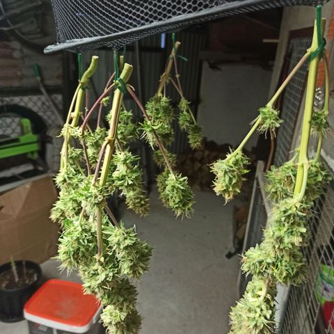 White Widow Automatic #1 growlog timeline photo