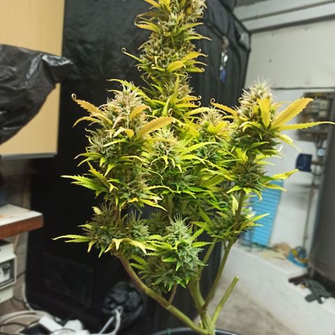White Widow Automatic #1 growlog timeline photo