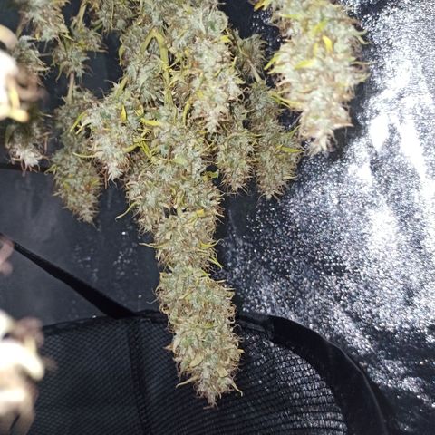 White Widow Automatic #1 growlog timeline photo