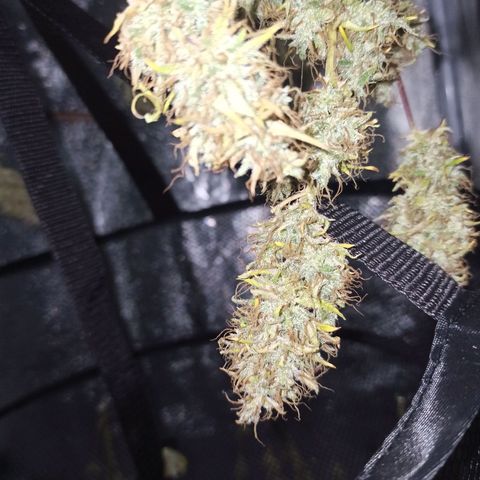 White Widow Automatic #1 growlog timeline photo