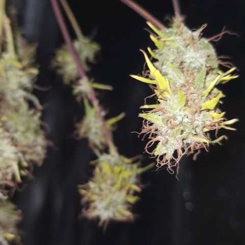 White Widow Automatic #1 growlog timeline photo