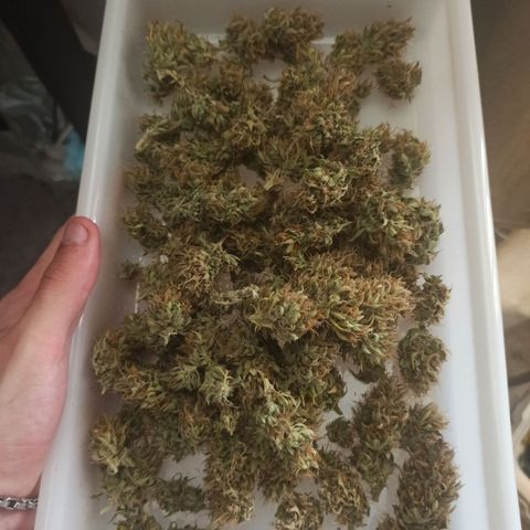 White Widow Automatic #1 growlog photo: Início de cura 