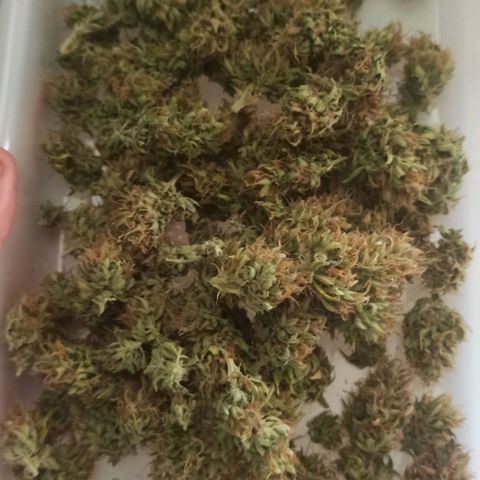 White Widow Automatic #1 growlog photo: Início de cura 