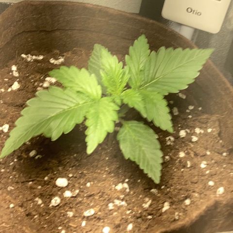 Amnesia 2 growlog timeline photo