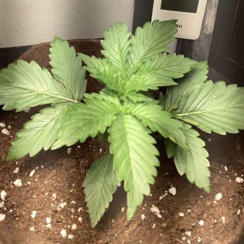 Amnesia 2 growlog timeline photo