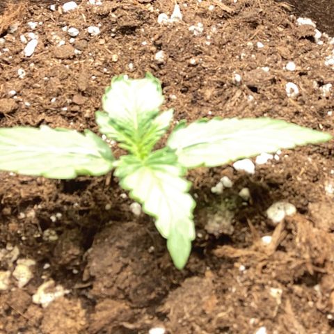 Bruce banner auto  growlog timeline photo