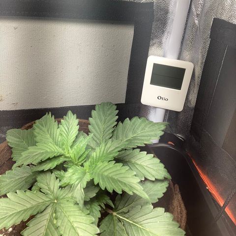 Amnesia 2 growlog timeline photo