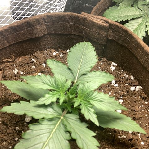 Bruce banner auto  growlog timeline photo