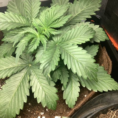 Amnesia 2 growlog timeline photo