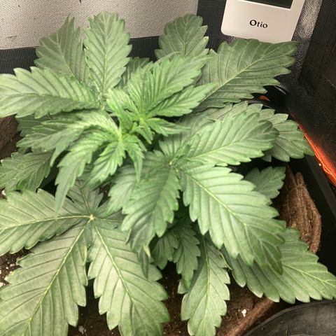 Amnesia 2 growlog timeline photo