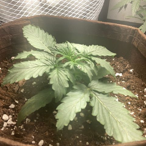 Bruce banner auto  growlog timeline photo